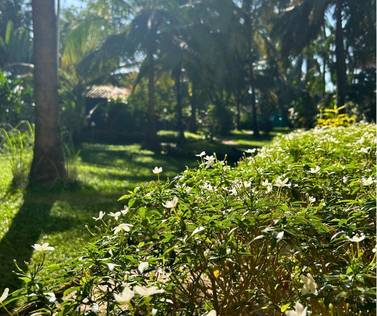 Jungle Hut-Annabelle'S Beach Apartments At Bernard Simao,Calangute,Goa Candolim Eksteriør bilde